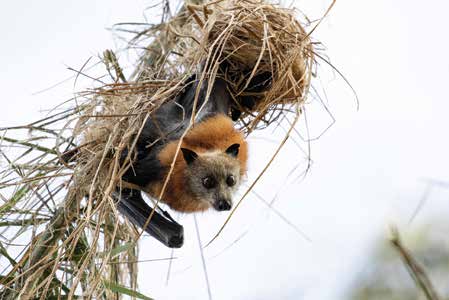 Endangered Grey-headed flying fox entangled high up in a palm tree in Rushworth.