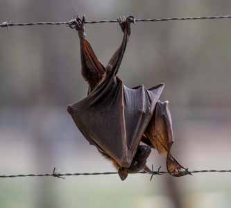 Little Red Flying Fox entangled on barbed wire fence.